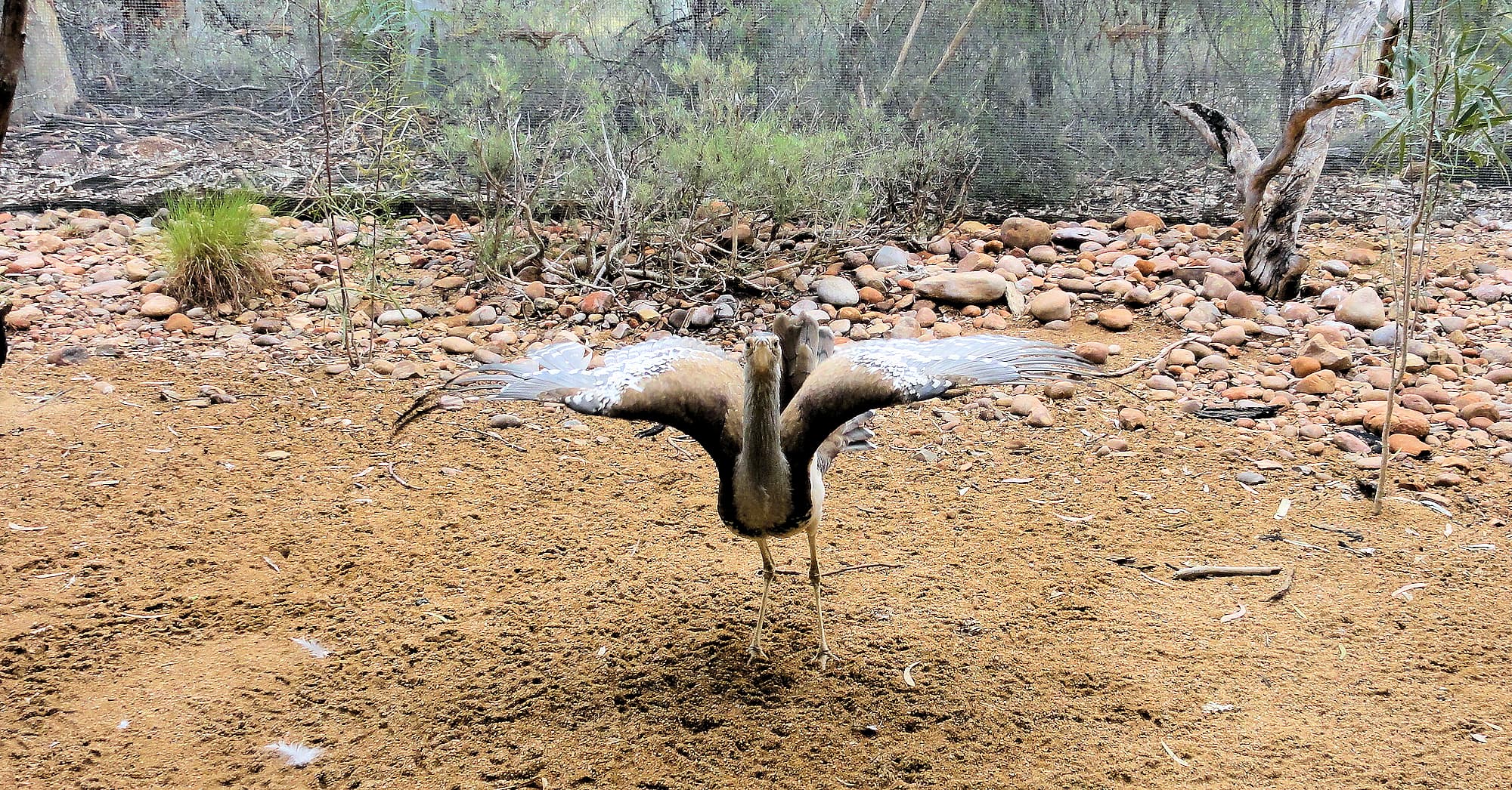 Australian Bustard (Ardeotis australis)