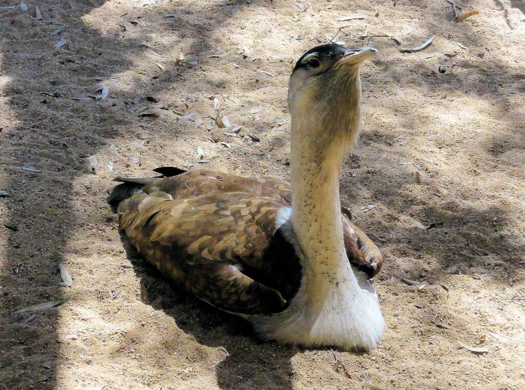 Australian Bustard (Ardeotis australis)
