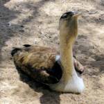 Australian Bustard (Ardeotis australis)