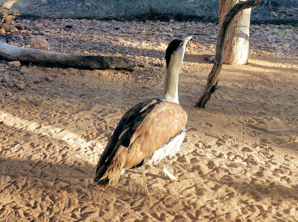 Australian Bustard (Ardeotis australis)