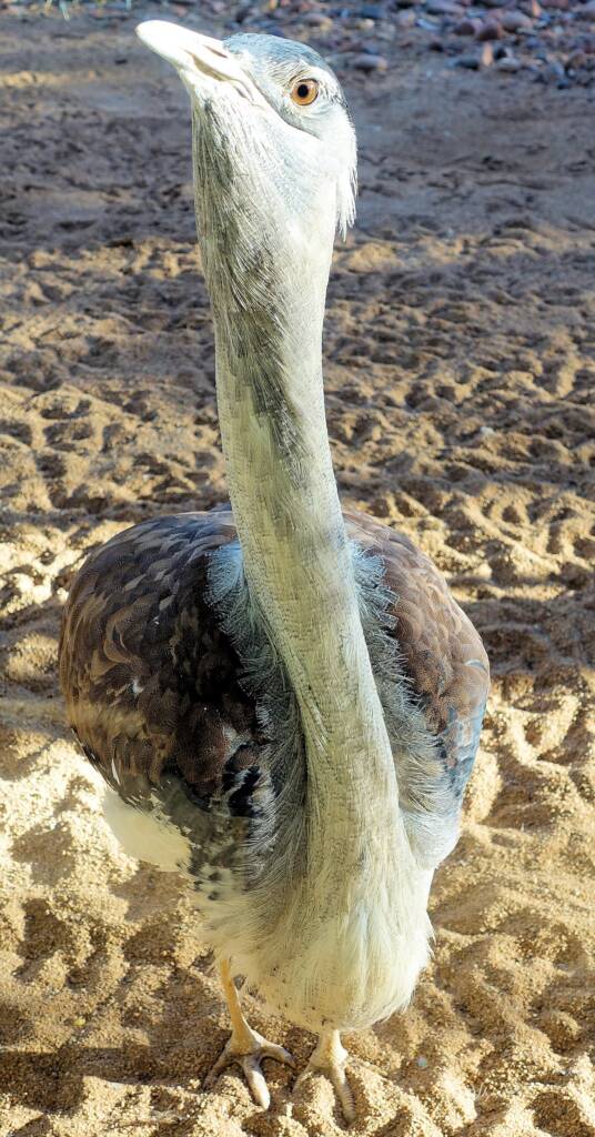 Australian Bustard (Ardeotis australis)