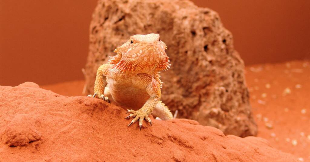 Central Bearded Dragon (Pogona vitticeps)