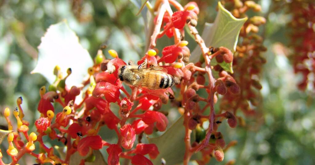 Holly Grevillea (Grevillea wickhamii), Rainbow Valley