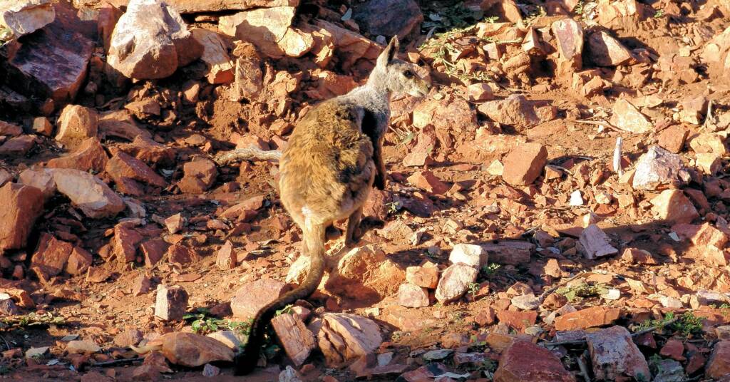 Black-footed Rock Wallaby (Petrogale lateralis)