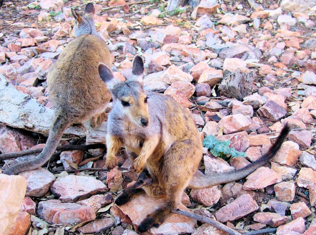 Black-footed Rock Wallaby (Petrogale lateralis)
