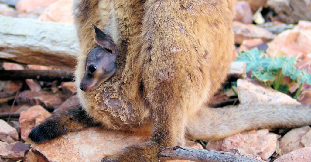 Black-footed Rock Wallaby (Petrogale lateralis)