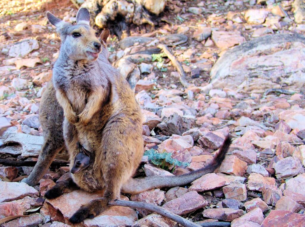 Black-footed Rock Wallaby (Petrogale lateralis)