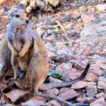 Black-footed Rock Wallaby (Petrogale lateralis)