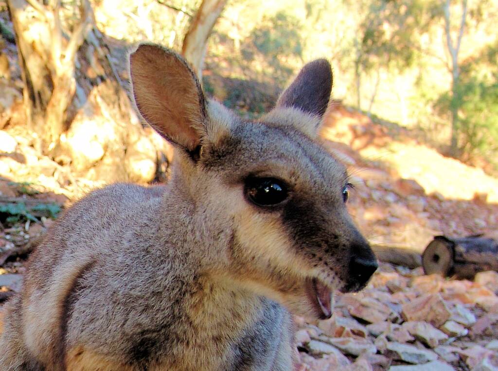 Black-footed Rock Wallaby (Petrogale lateralis), East MacDonnell Ranges, Alice Springs NT