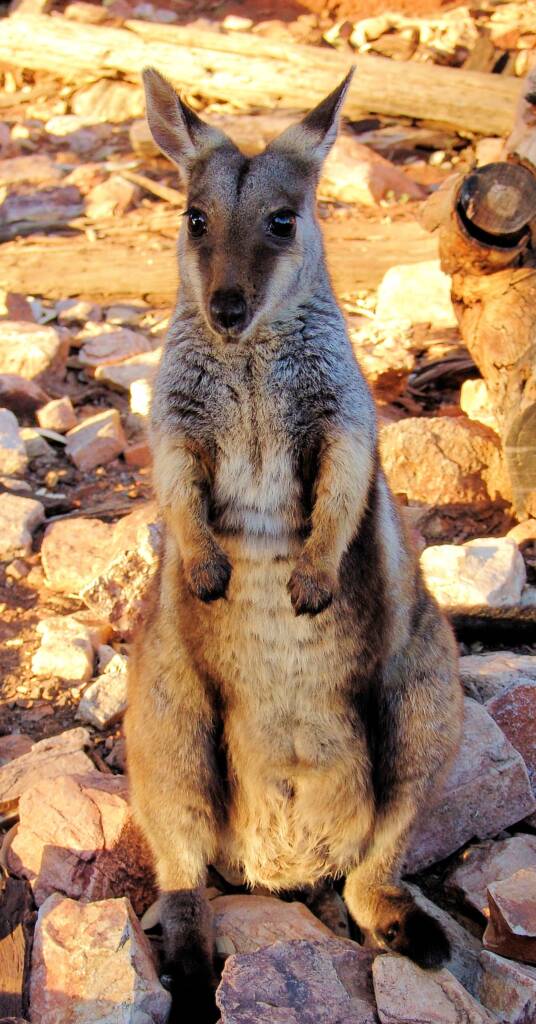 Black-footed Rock Wallaby (Petrogale lateralis)