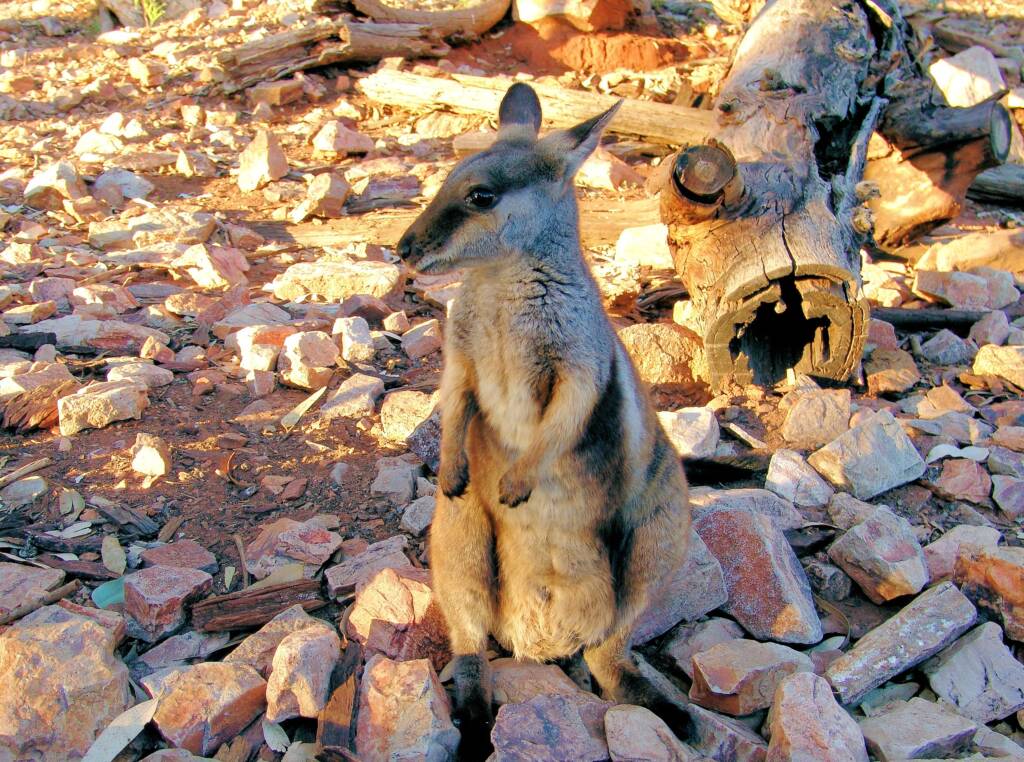 Black-footed Rock Wallaby (Petrogale lateralis)