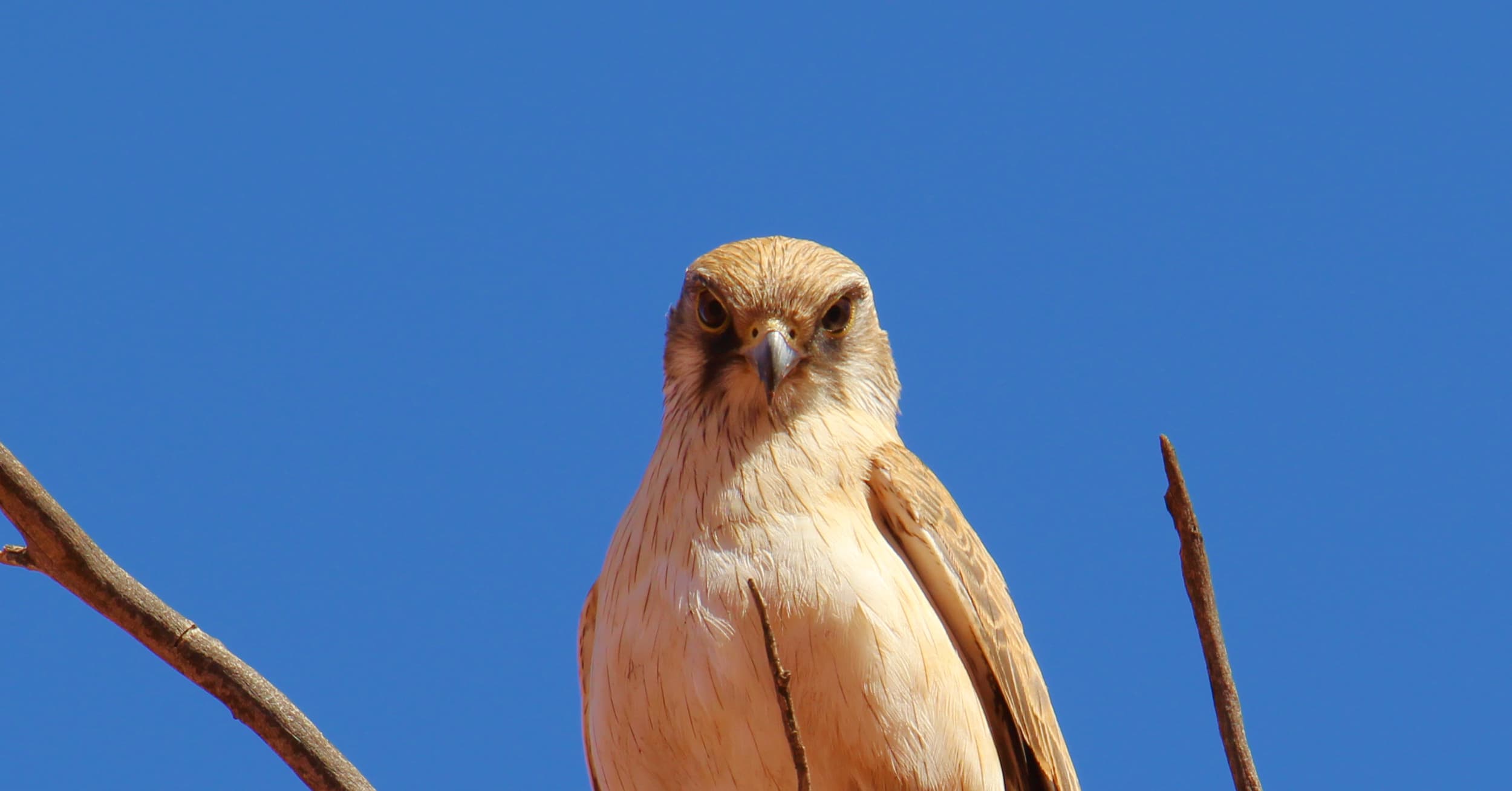 Juvenile Brown Falcon (Falco berigora), Owen Springs