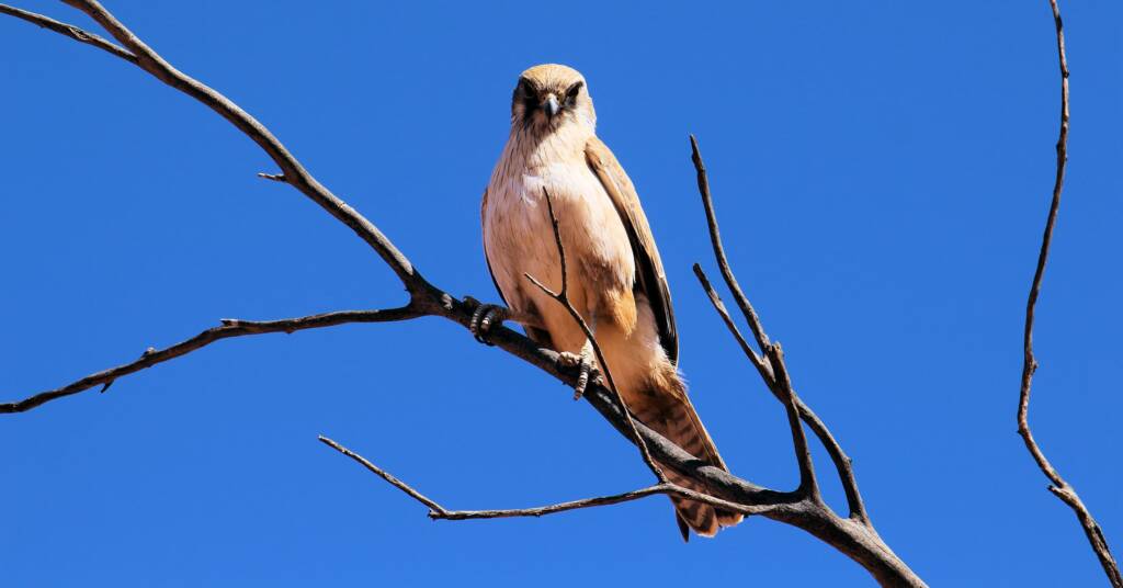 Juvenile Brown Falcon (Falco berigora), Owen Springs