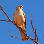 Juvenile Brown Falcon (Falco berigora), Owen Springs