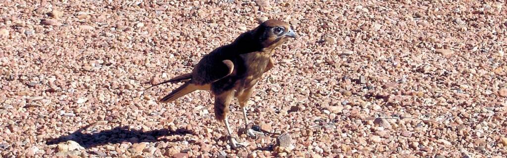 Brown Falcon - Nature Theatre - Alice Springs Desert Park