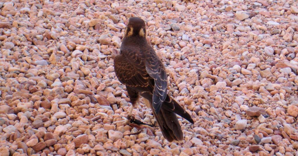 Brown Falcon - Nature Theatre - Alice Springs Desert Park