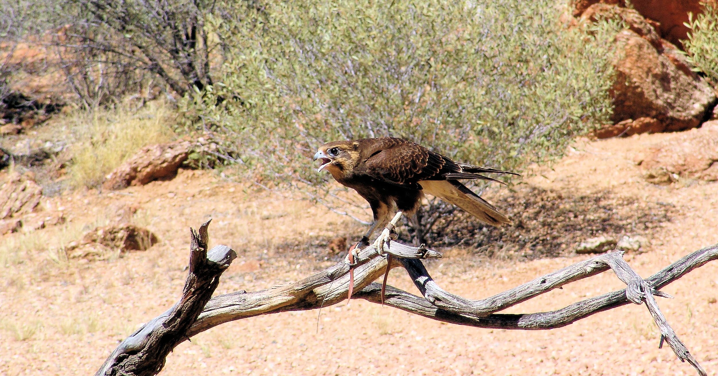 Brown Falcon - Nature Theatre - Alice Springs Desert Park