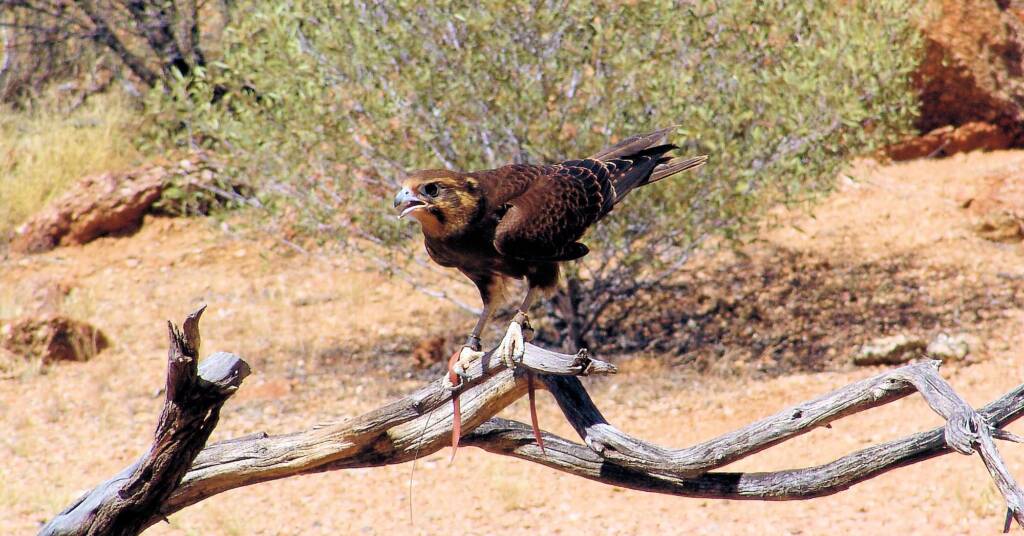 Brown Falcon - Nature Theatre - Alice Springs Desert Park