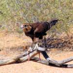 Brown Falcon - Nature Theatre - Alice Springs Desert Park