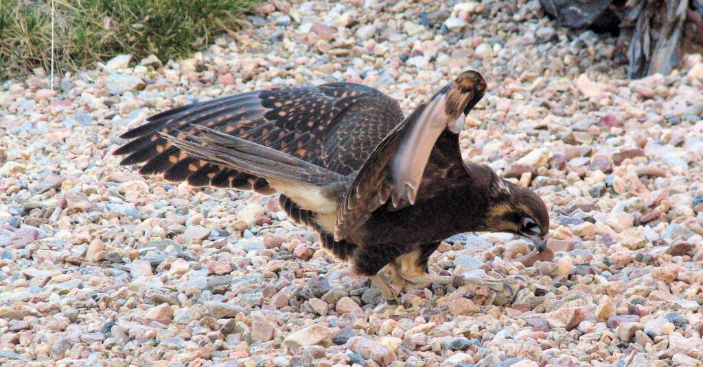 Brown Falcon - Nature Theatre - Alice Springs Desert Park