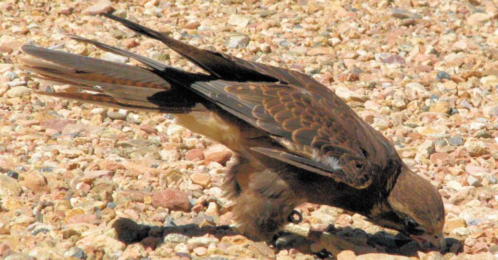 Brown Falcon - Nature Theatre - Alice Springs Desert Park