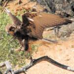 Brown Falcon - Nature Theatre - Alice Springs Desert Park