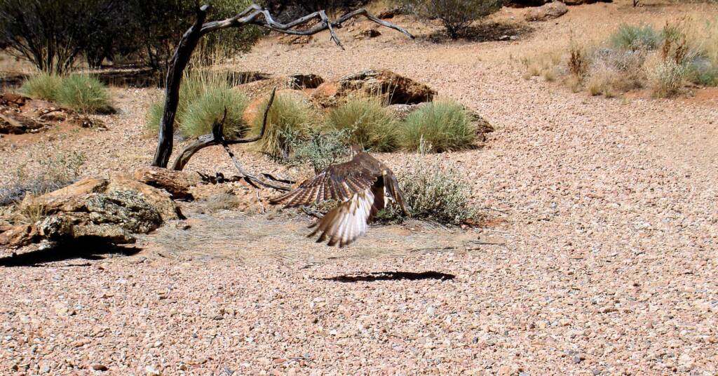 Brown Falcon - Nature Theatre - Alice Springs Desert Park