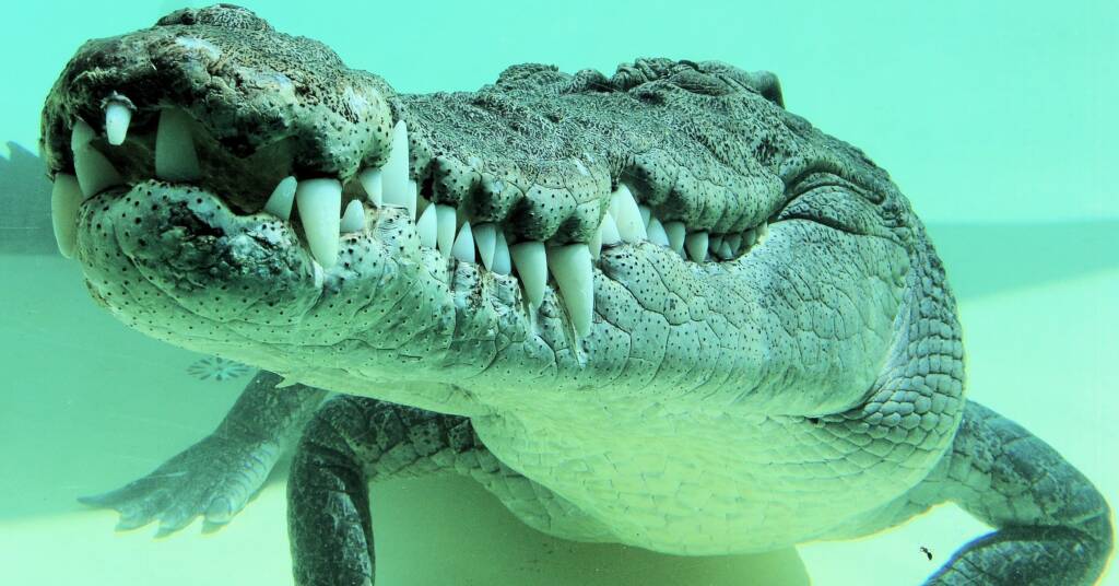 Terry the Saltwater Crocodile
