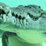 Terry the Saltwater Crocodile