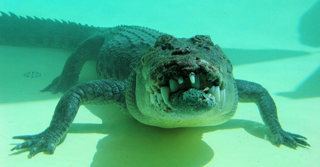 Terry the Saltwater Crocodile