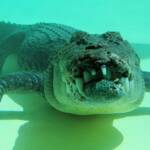 Terry the Saltwater Crocodile
