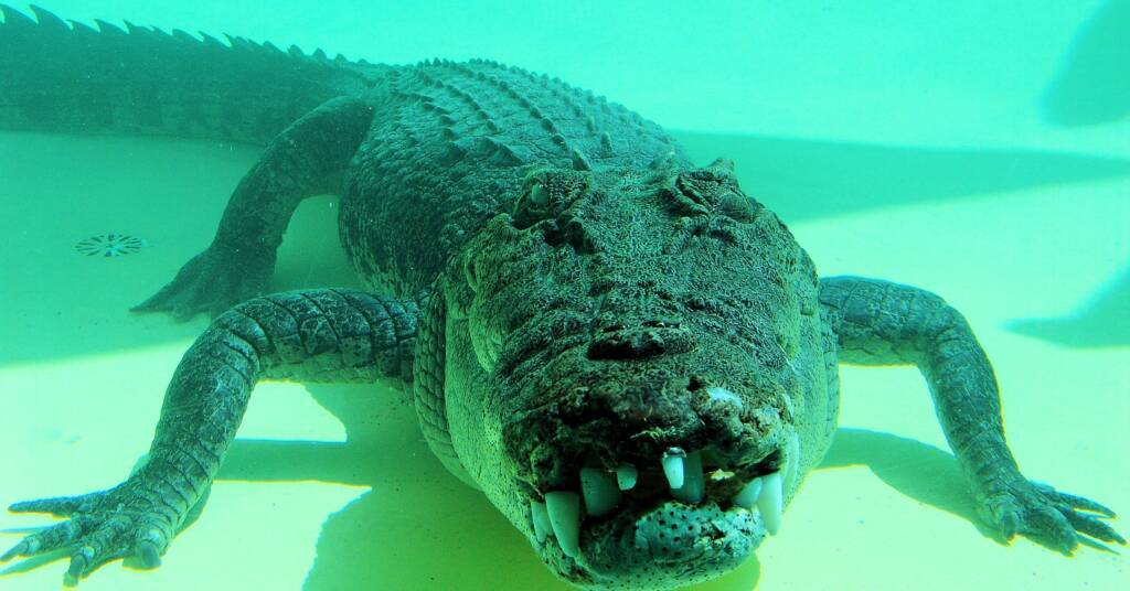 Terry the Saltwater Crocodile