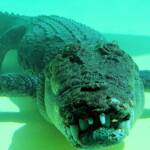 Terry the Saltwater Crocodile