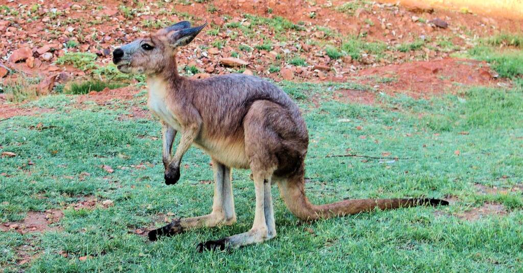Euro - Wallaroo (Osphranter robustus erubescens)