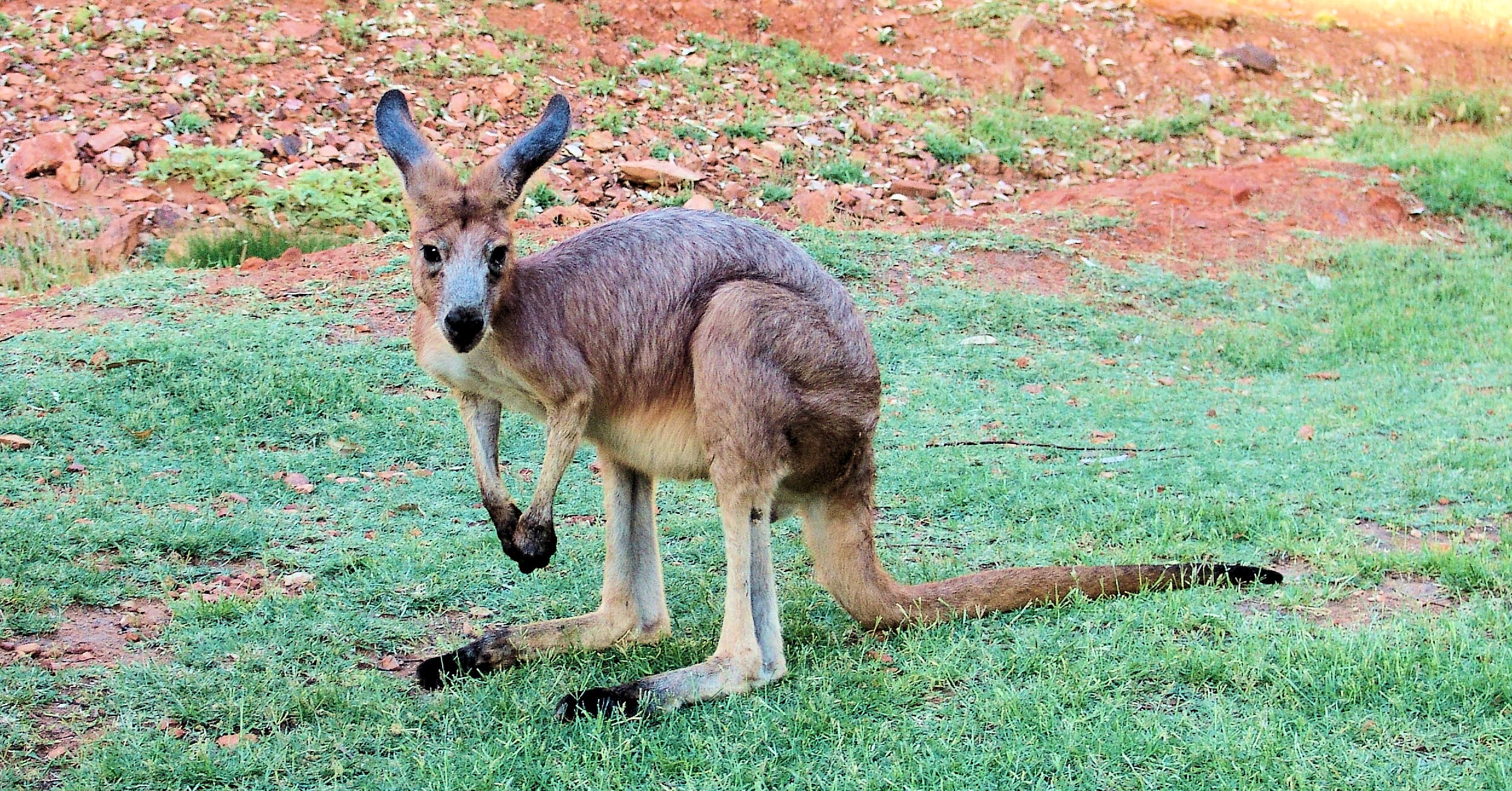Euro - Wallaroo (Osphranter robustus erubescens)