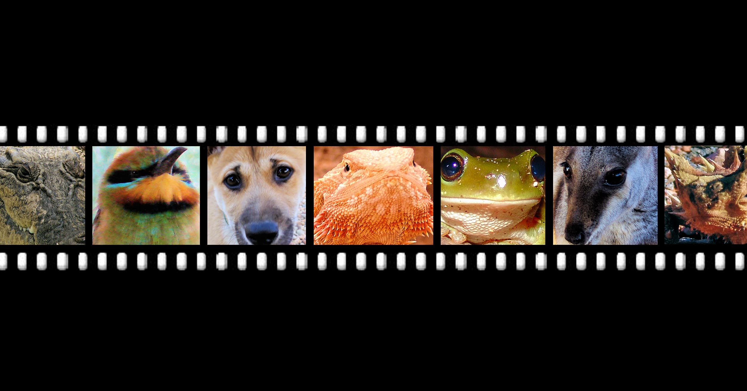 Fauna Index - filmstrip