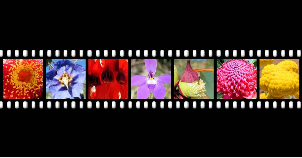 Flora Index - filmstrip