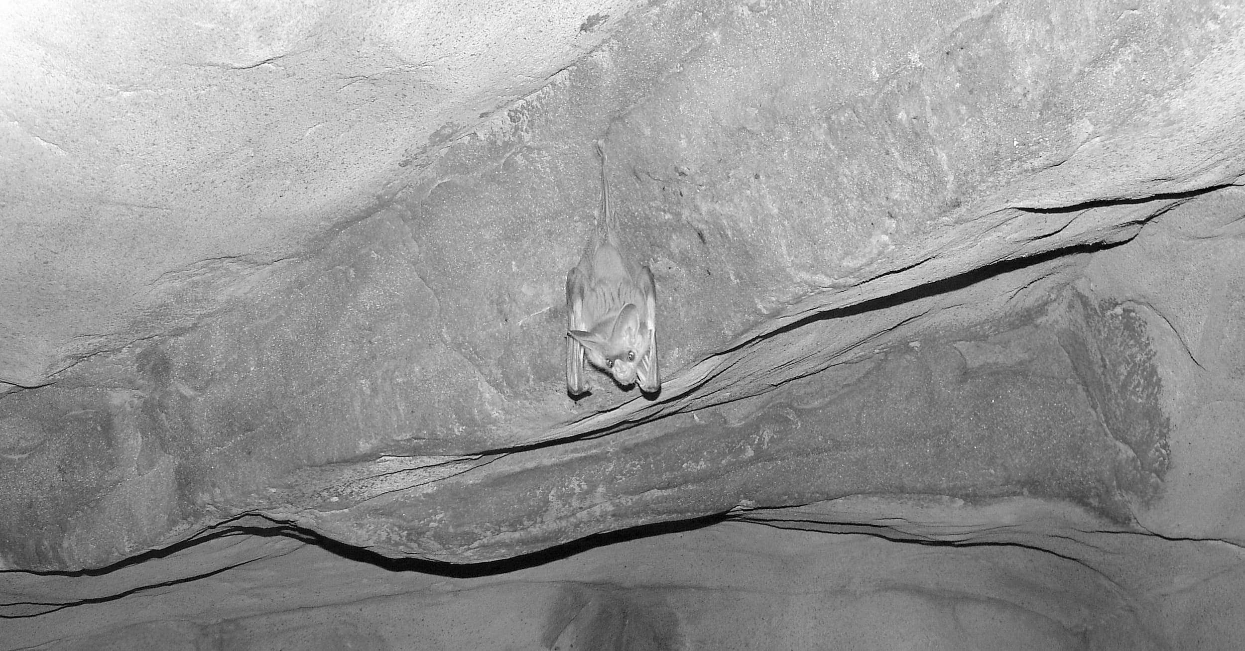Ghost Bat (Macroderma gigas)