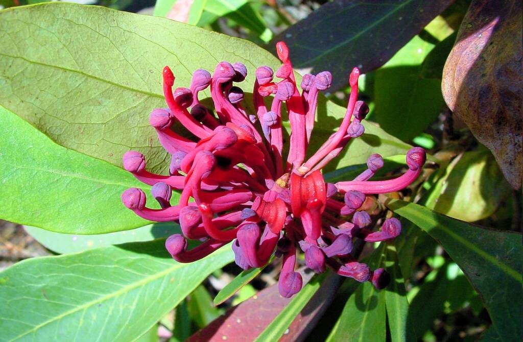 Gippsland Waratah (Telopea oreades)