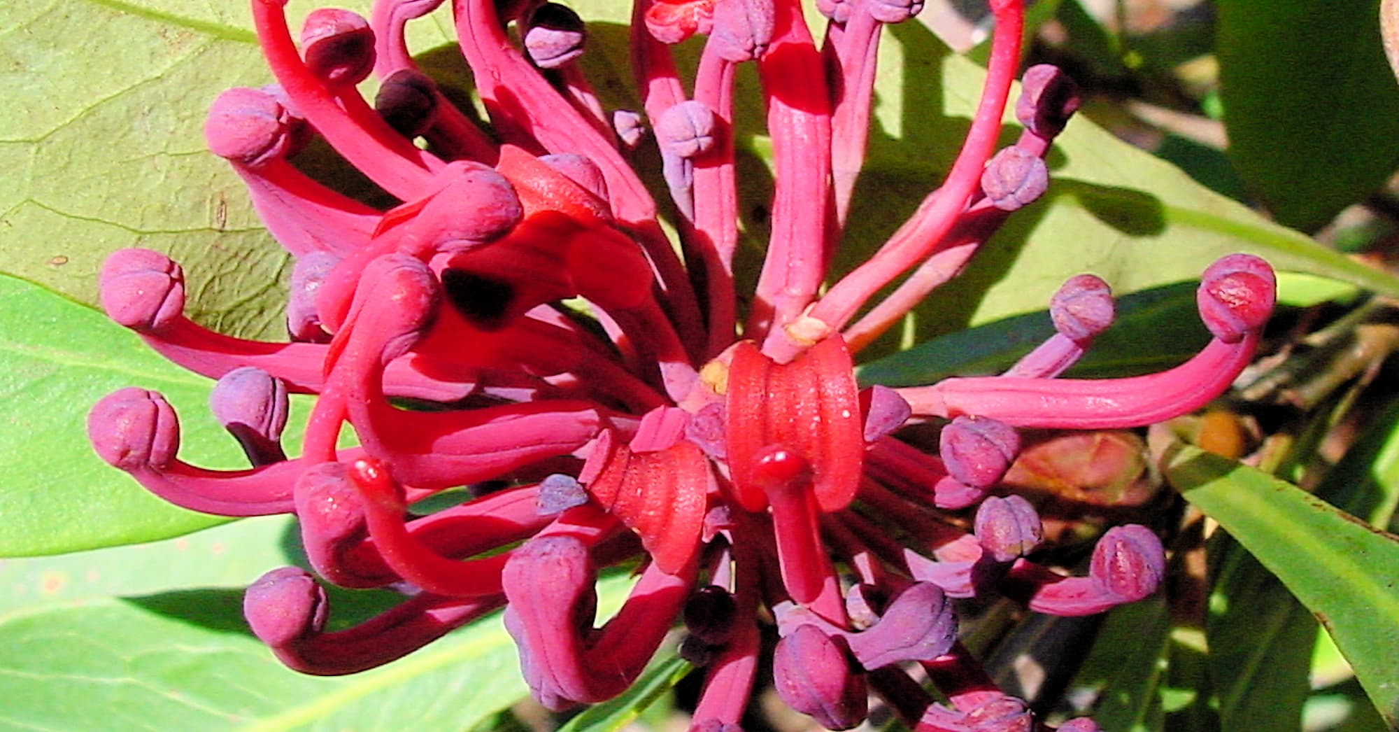 Gippsland Waratah (Telopea oreades)