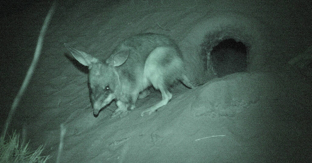 Greater Bilby (Macrotis lagotis)