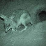 Greater Bilby (Macrotis lagotis)