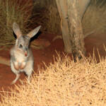 Greater Bilby (Macrotis lagotis), Alice Springs Desert Park NT