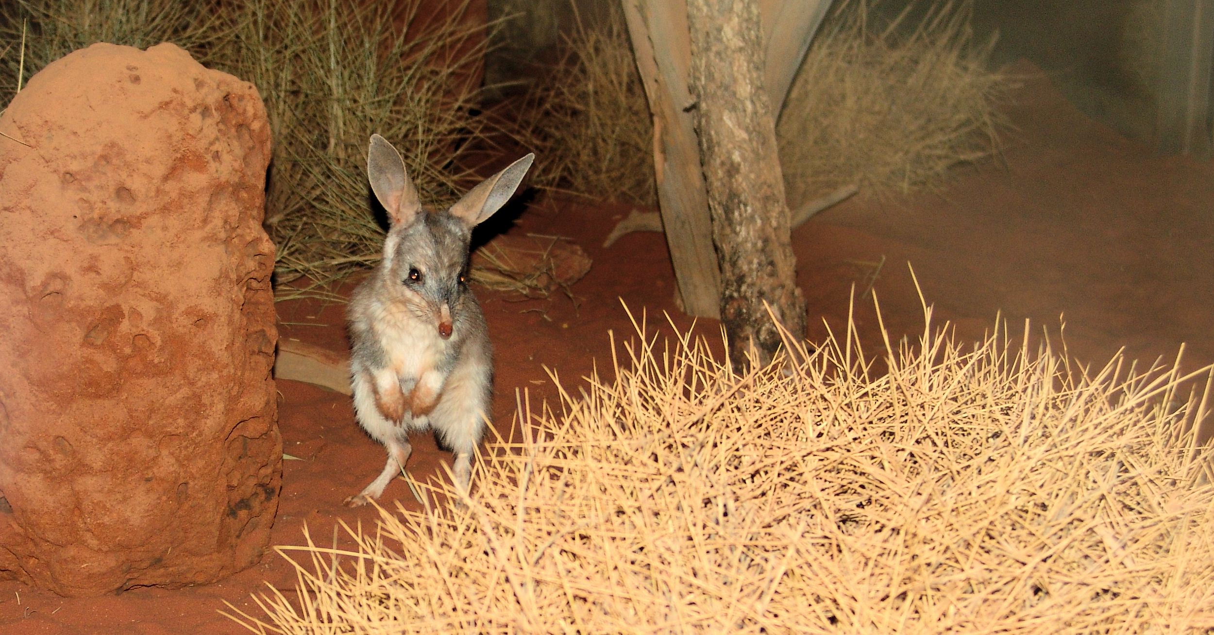 Greater Bilby (Macrotis lagotis), Alice Springs Desert Park NT