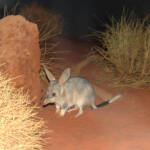 Greater Bilby (Macrotis lagotis), Alice Springs Desert Park NT