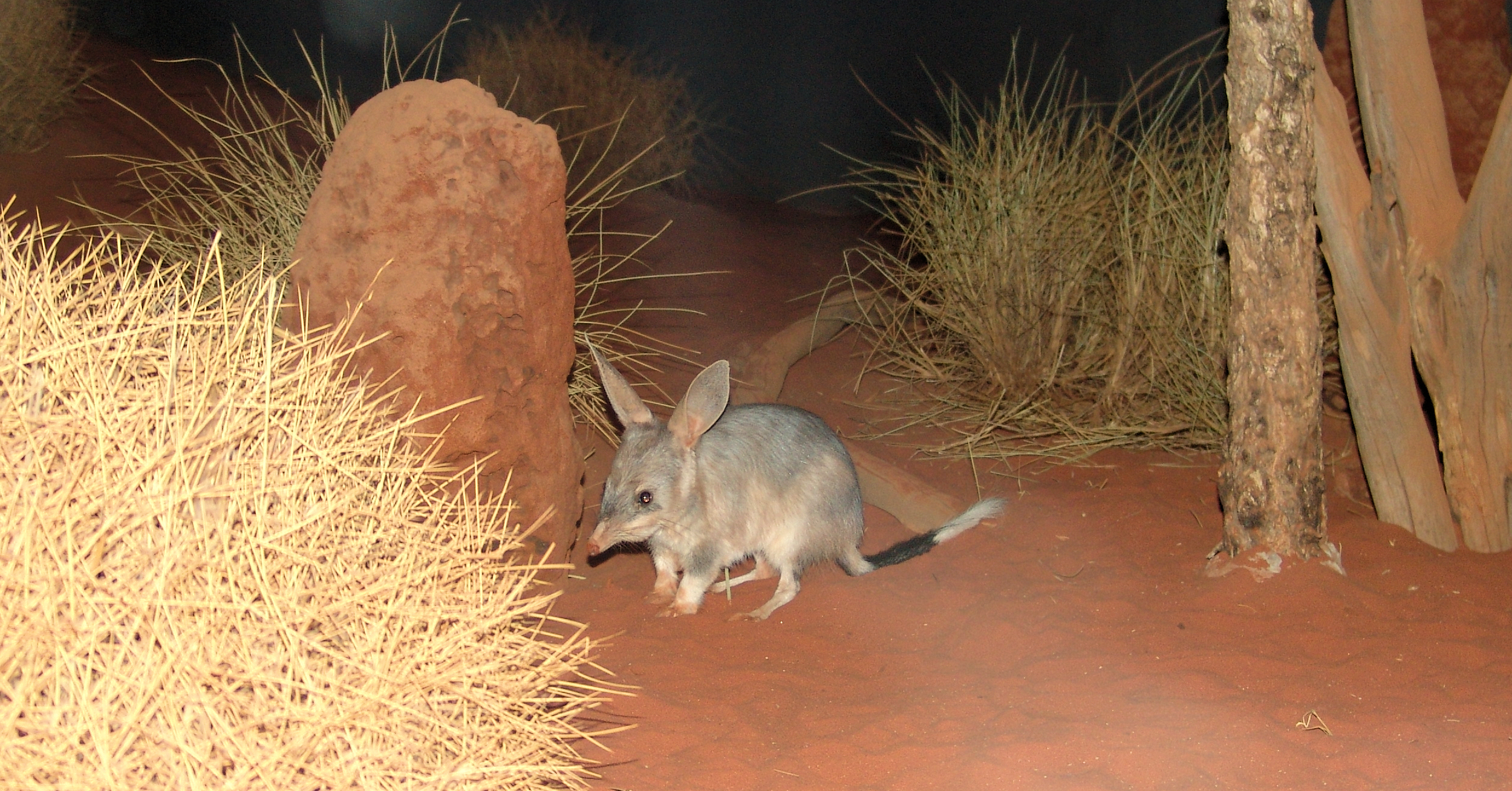 Greater Bilby (Macrotis lagotis), Alice Springs Desert Park NT