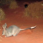 Greater Bilby (Macrotis lagotis)