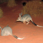 Greater Bilby (Macrotis lagotis)