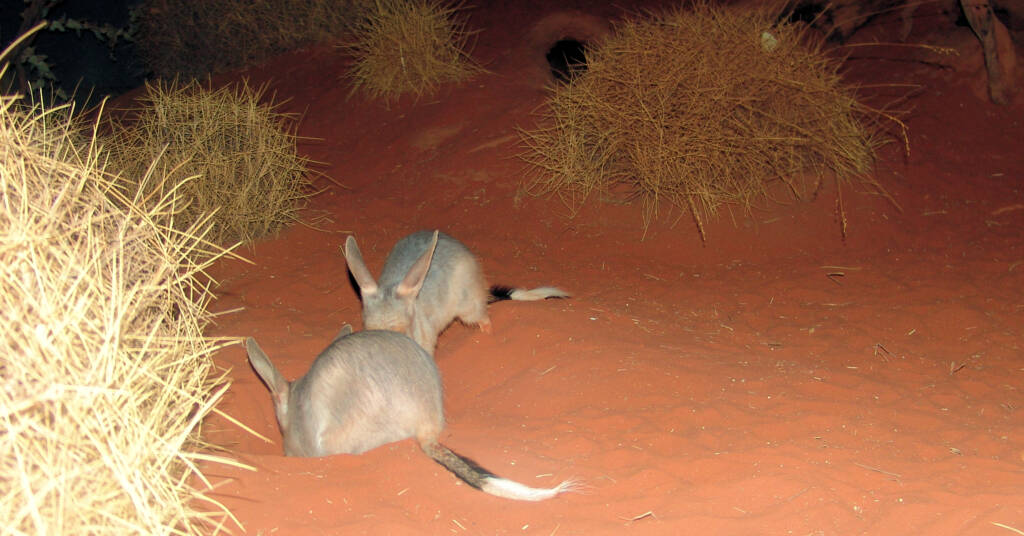 Greater Bilby (Macrotis lagotis), Alice Springs Desert Park NT