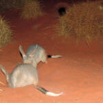 Greater Bilby (Macrotis lagotis), Alice Springs Desert Park NT